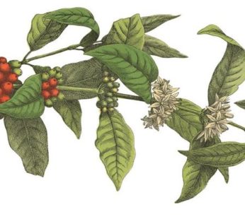 Washed Cascara – Coffee Cherry Tea, 500g