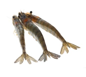 Kauai Sweet Prawns U8/U12 – 2.5 lbs